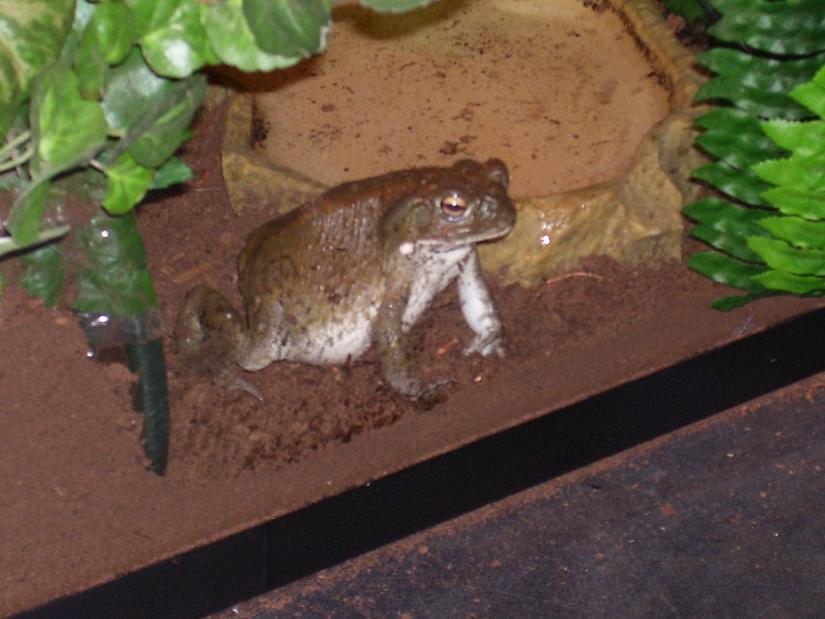 My Male Bufo Alvarius Toad