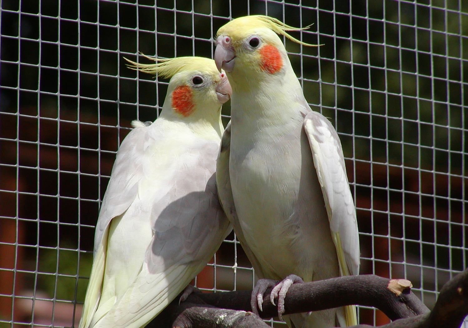 cinnamon pied pair