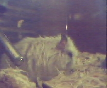 dwarfhamster