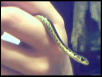eastern gartersnake