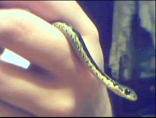 eastern gartersnake