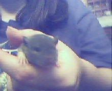 baby rat