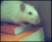 Skittles again