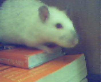 Skittles again