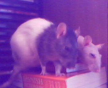Slapnuts and Goblin