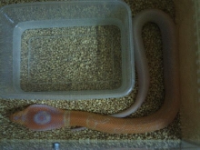 Albino Siamese Cobra