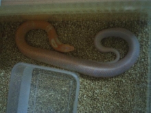 Albino Siamese Cobra