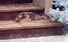 Camouflage