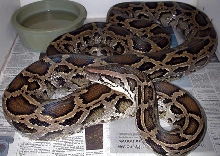 Burmese python 9'
