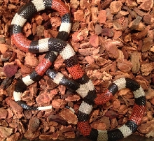 Micrurus laticollaris