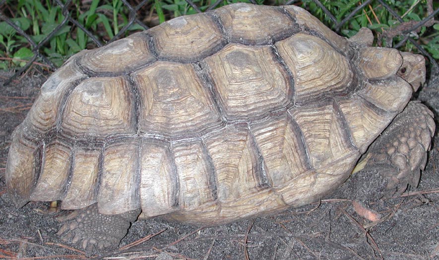 15lb sulcata