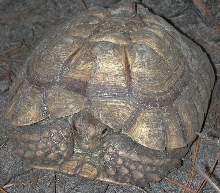 5lb sulcata