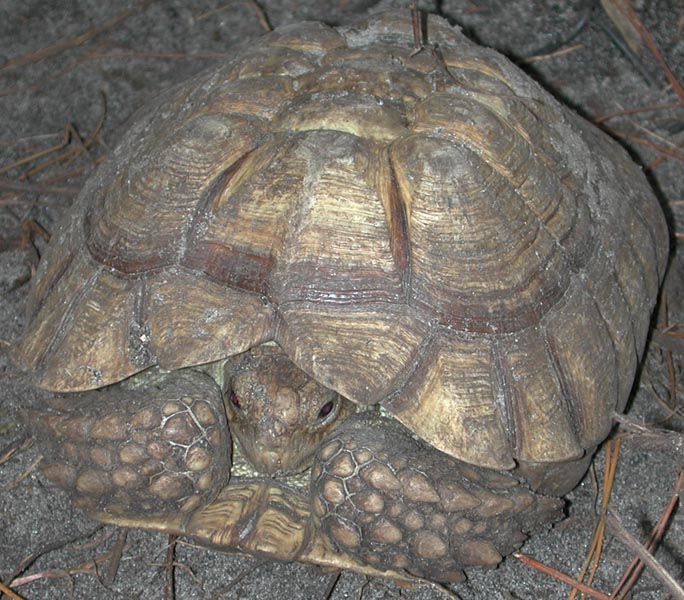 5lb sulcata