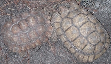 4lb & 8lb sulcata
