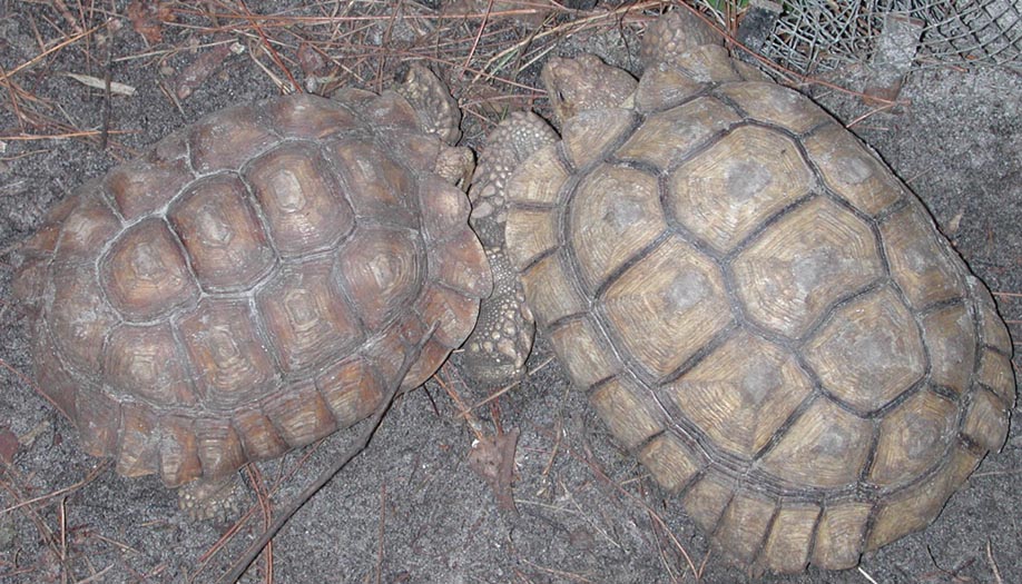 4lb & 8lb sulcata