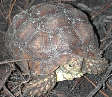 yearling sulcata