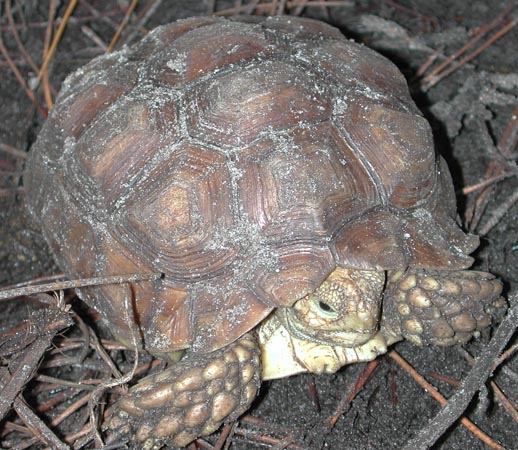 yearling sulcata