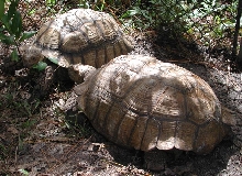35lb &55lb sulcata