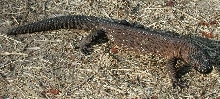 Heloderma horridum