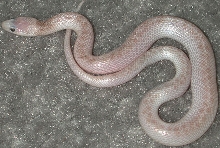 Leucistic