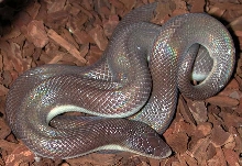Loxocemus1
