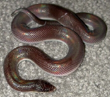Loxocemus2