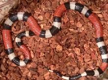 Micrurus laticollaris