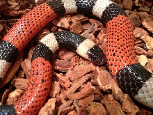 Micrurus laticollaris