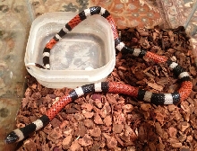 Micrurus laticollaris