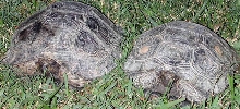 Manouria e. phaeryi pair1