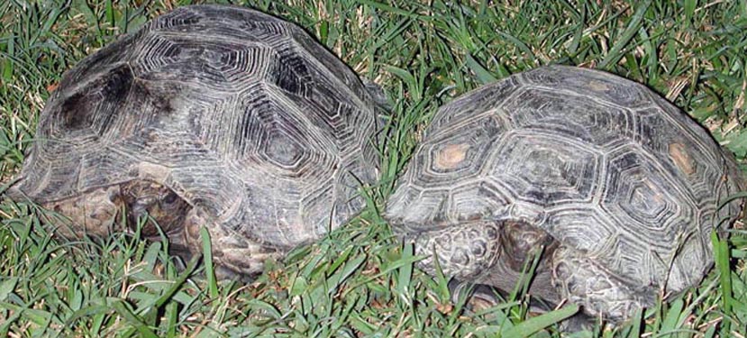 Manouria e. phaeryi pair1