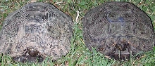 Manouria e. phaeryi pair2
