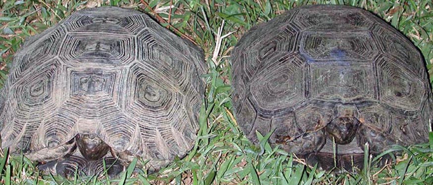 Manouria e. phaeryi pair2