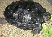 Manouria emys phayrei