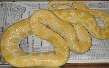 Female albino burmese