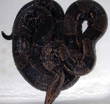 male black boa 1