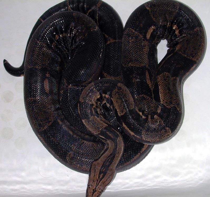 male black boa 1