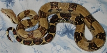 Female Boa