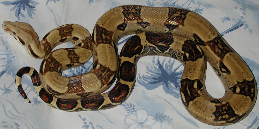 Female Boa