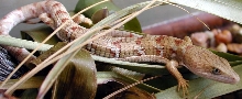 alligator lizard