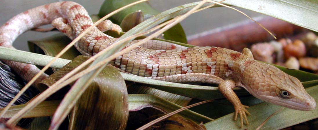 alligator lizard