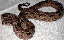 Mexican boa