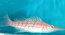 Saltwater - Austin Aquariums