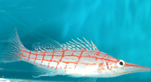 Saltwater - Austin Aquariums