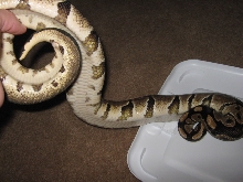 07 odd looking female belly shot