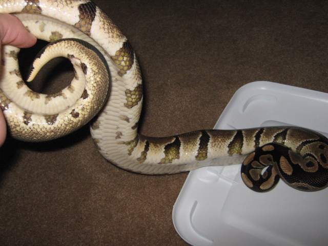 07 odd looking female belly shot