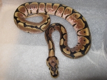 spider poss het hypo 2