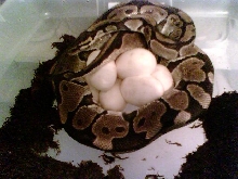 my normal female laying