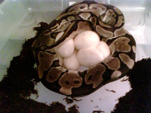 my normal female laying