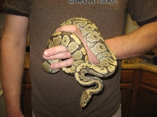 07 Hypo female